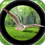 森林鸟狩猎v1.0