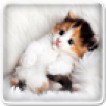 野猫模拟器v1.1.2