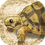 治愈的海龟育成v1.0